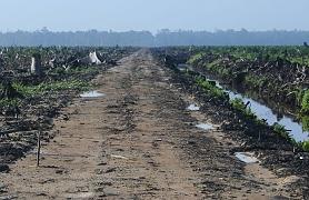 Imagen de bosques arrasados en Indonesia