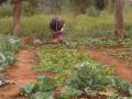 Agricultura familiar en el sur de Mozambique