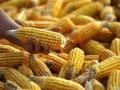 Se han autorizado 11 tipos de maíz transgénico