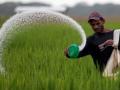 Aplicación de fertilizante en campo de arroz