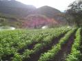 Aplicación de tecnología de riego en zona andina de Perú