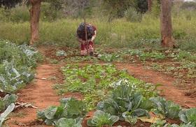 Agricultura familiar en el sur de Mozambique