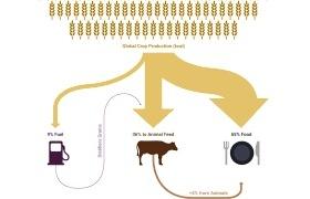 Gráfico sobre destino de la producción agrícola